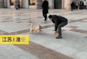 千里归途携爱犬 一位年轻人的春运温情选择